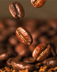 Robusta Coffee Beans