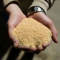 Soybean Meal