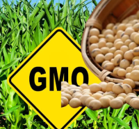 Genetically modified soybean